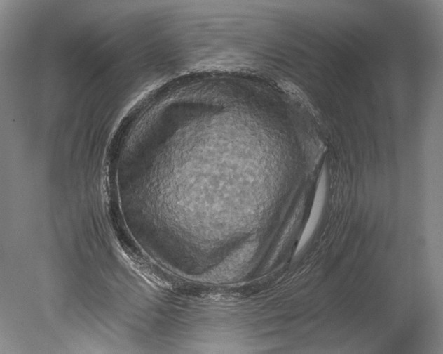 X0000080760680200701051237