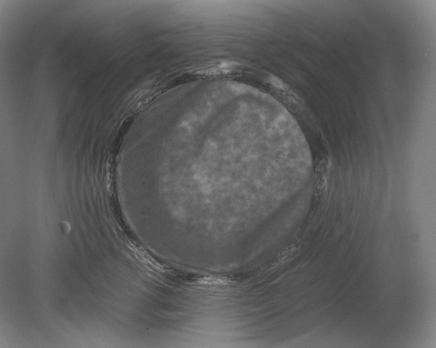 X0000080760762200701051236