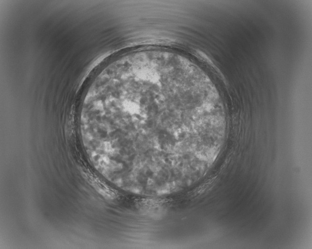 X0000080760875200701051233