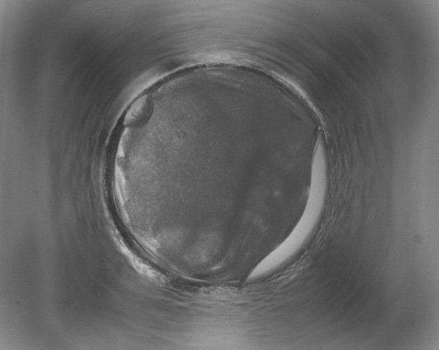 X0000080760991200701051231