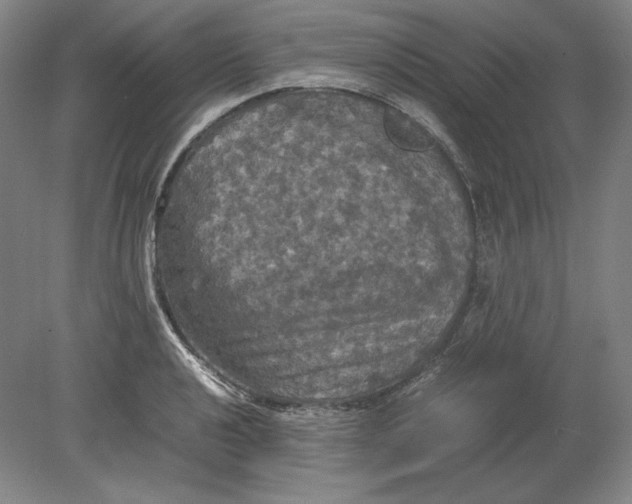 X0000080761040200701051231