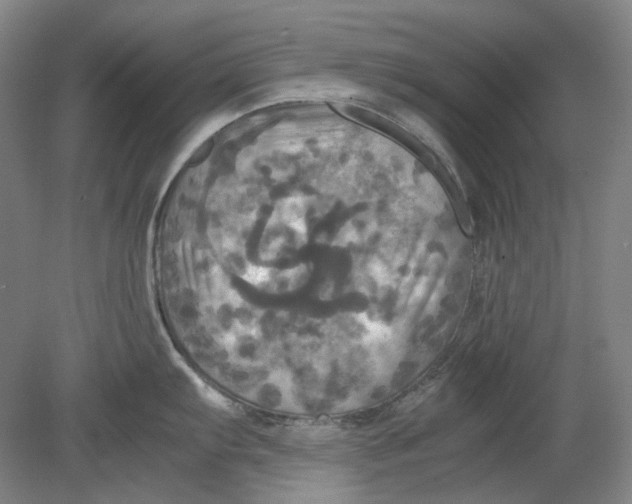 X0000080761103200701051229