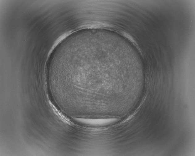 X0000080761122200701051229
