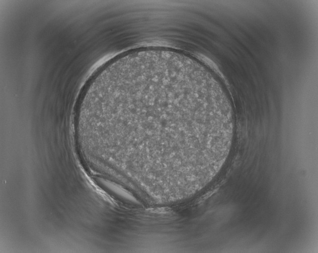 X0000080761133200701051229