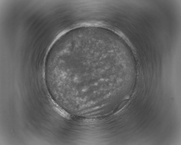 X0000080761232200701051228