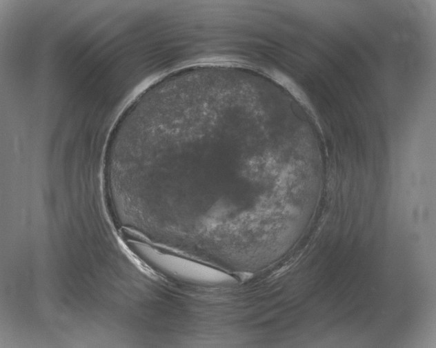 X0000080761237200701051228