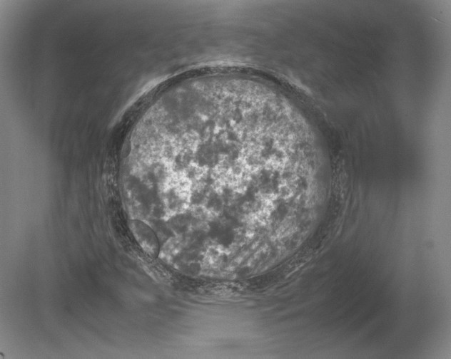 X0000080761255200701051227