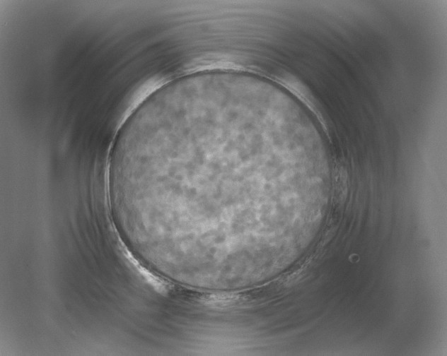 X0000080761290200701051226