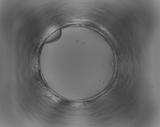 X0000080761362200701051225