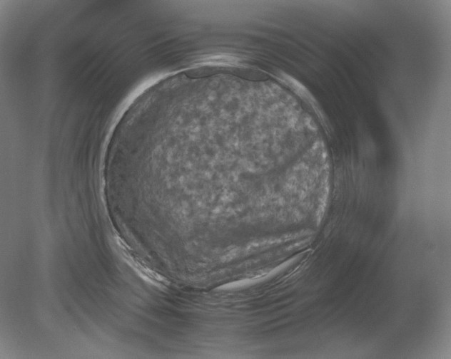 X0000080761435200701051225