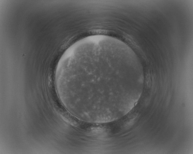 X0000080760259200701122037
