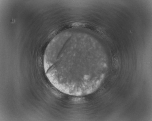 X0000080760375200701122035