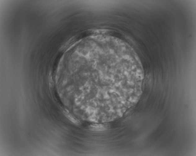 X0000080760381200701122036