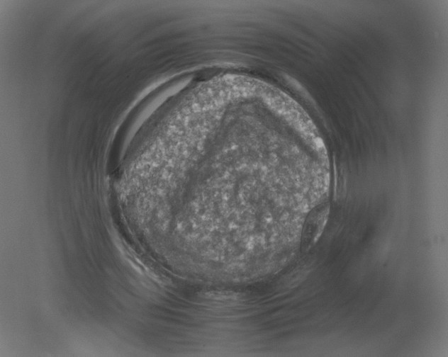 X0000080760435200701122033