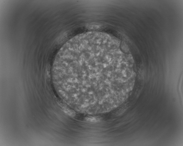 X0000080760561200701122032