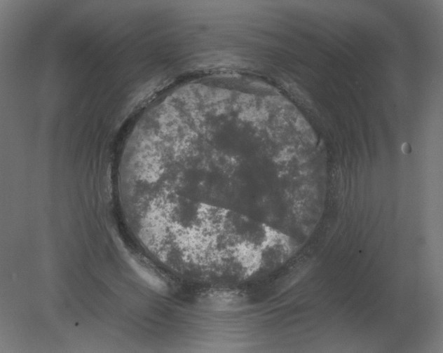 X0000080760638200701122030