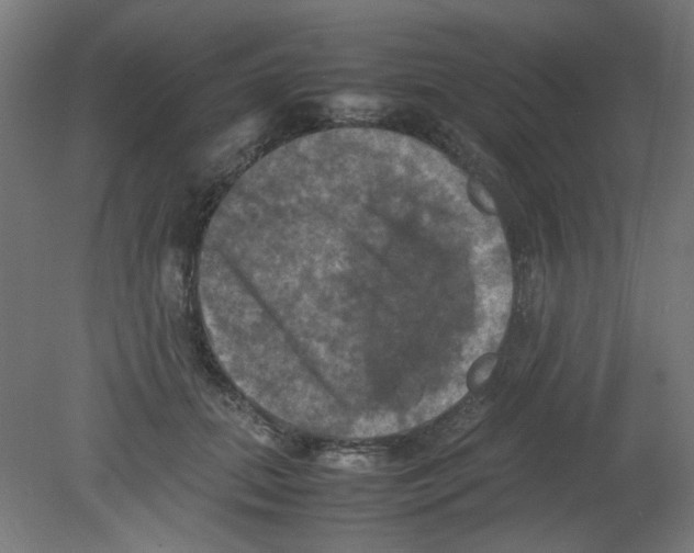 X0000080760655200701122030