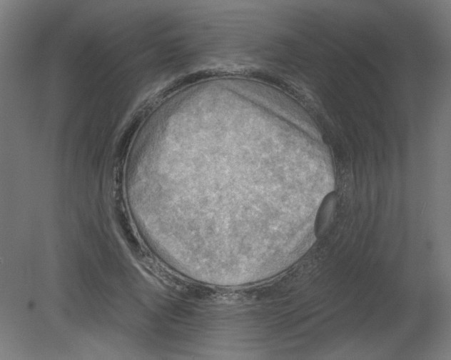 X0000080760736200701122029