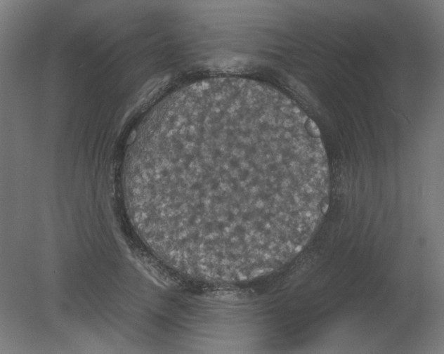 X0000080760738200701122029
