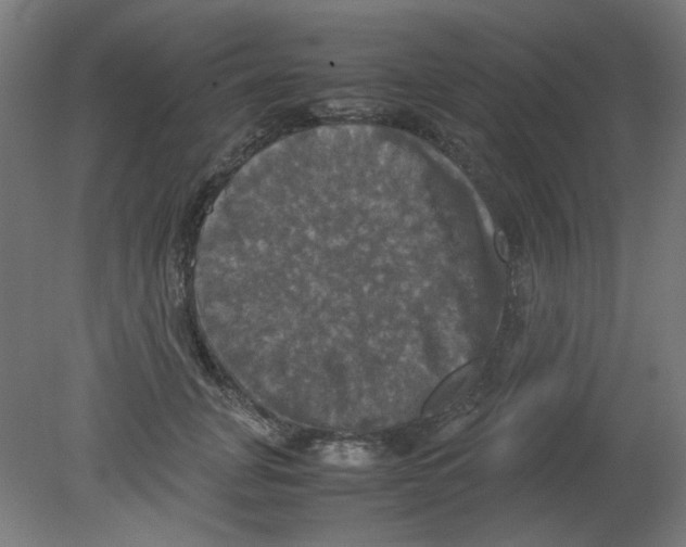 X0000080760751200701122029