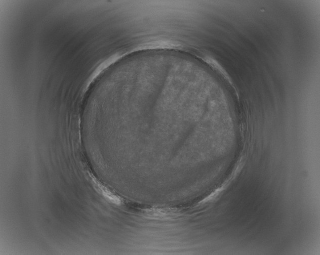 X0000080760781200701122028
