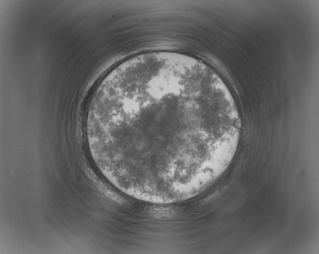 X0000080760835200701122027