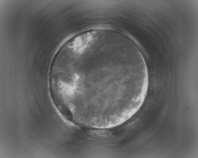 X0000080760853200701122027
