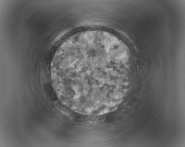 X0000080760871200701122026