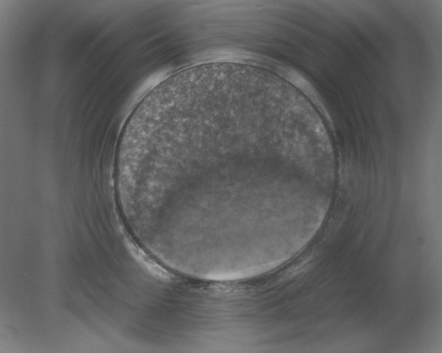 X0000080760954200701122026