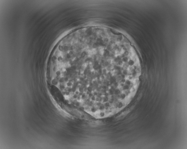 X0000080760957200701122026