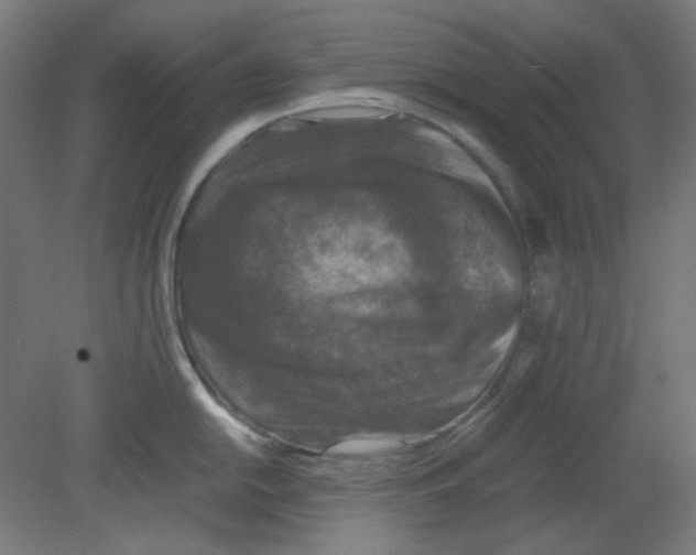 X0000080761054200701122024