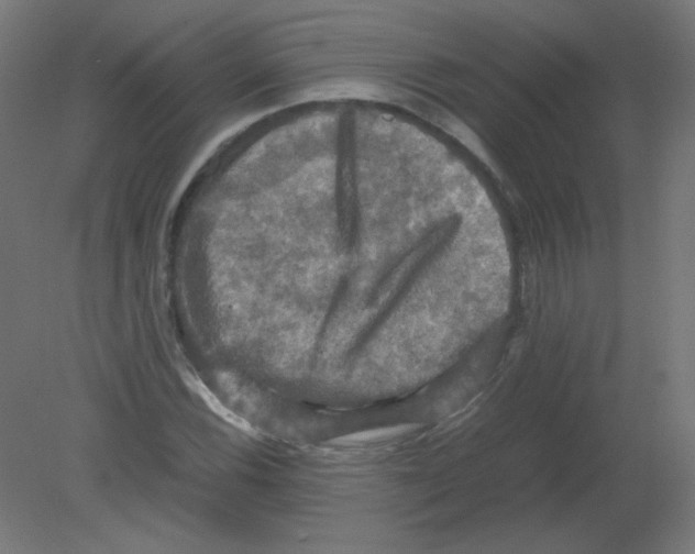 X0000080761116200701122022