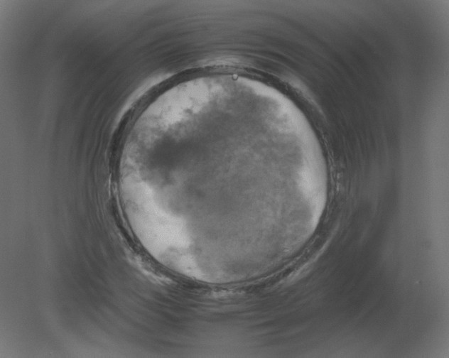 X0000080761117200701122022
