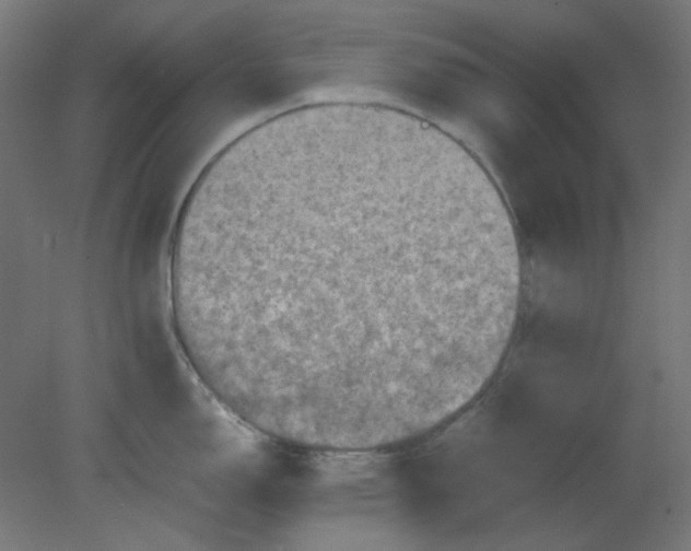 X0000080761150200701122022