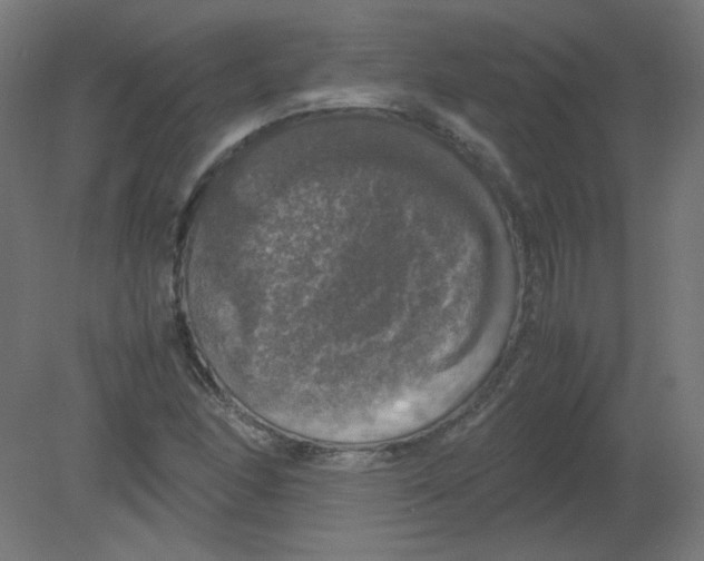 X0000080761166200701122021