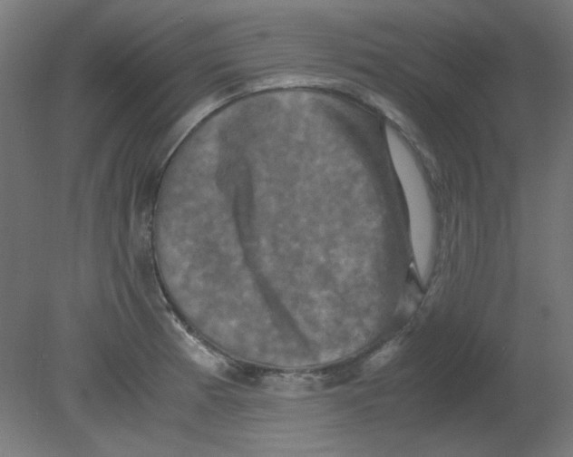 X0000080761185200701122021