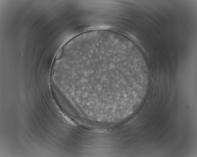 X0000080761186200701122021