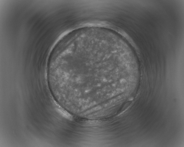 X0000080761232200701122021