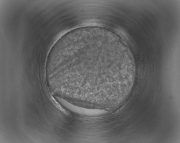 X0000080761236200701122021