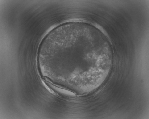 X0000080761237200701122021