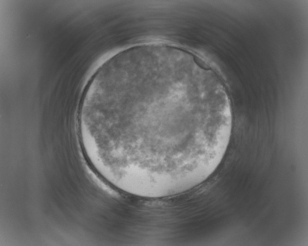 X0000080761239200701122021