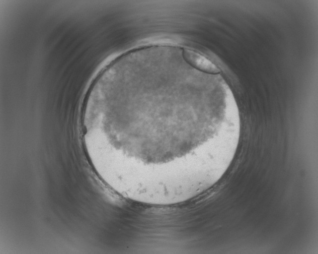 X0000080761240200701122021