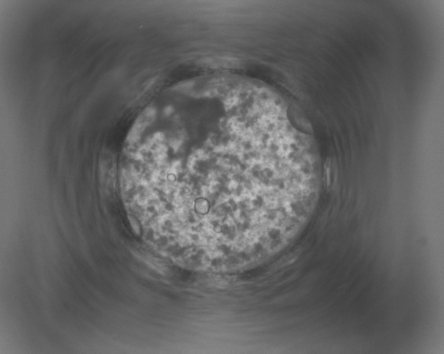 X0000080761251200701122020