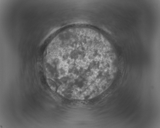 X0000080761255200701122020