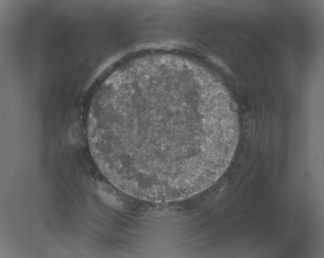 X0000080761256200701122020