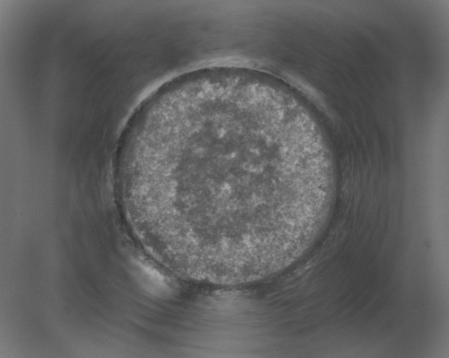 X0000080761264200701122020