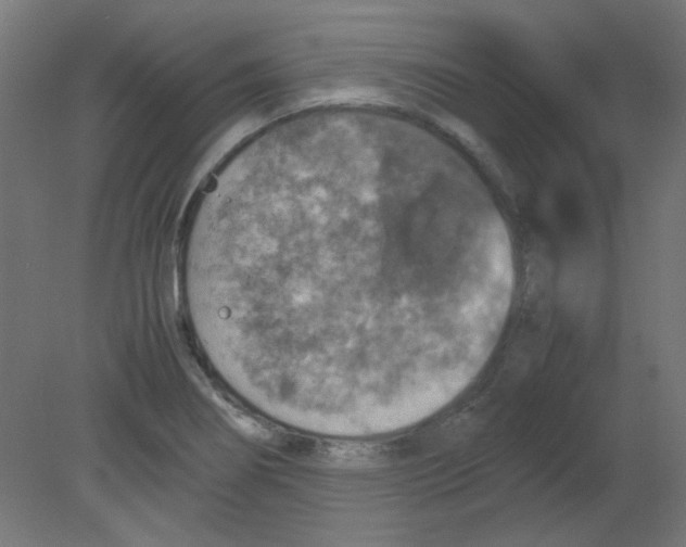 X0000080761274200701122020