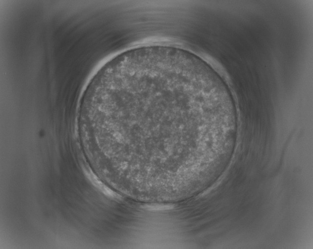 X0000080761296200701122019