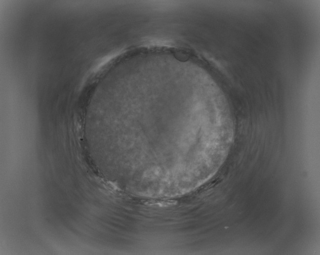 X0000080761303200701122019