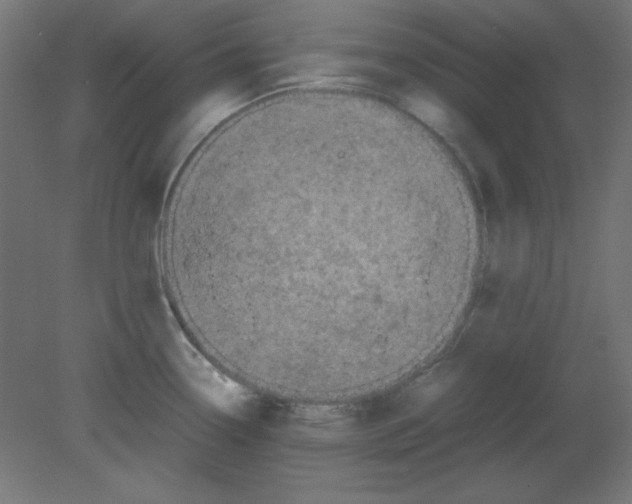 X0000080761338200701122019